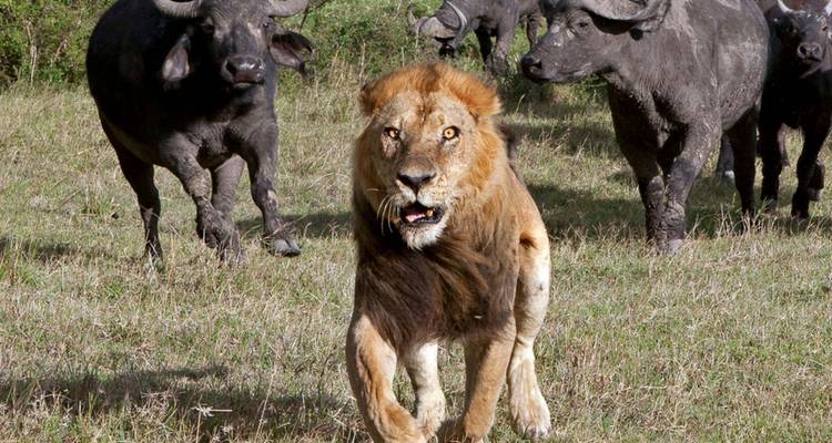 Lion chargeant vers la caméra tandis que des buffles se tiennent en alerte derrière lui sur les plaines herbeuses.