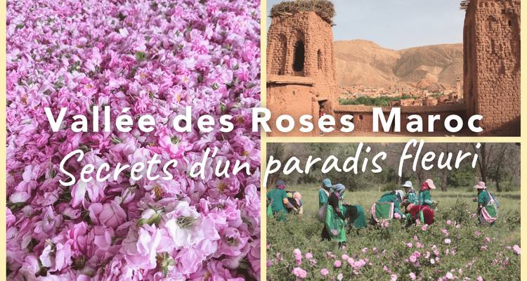 Grafische Collage mit Text, der Marokkos Tal der Rosen bewirbt, neben Fotos von Rosenfeldern und Lehmtürmen.
