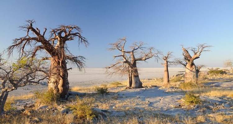 Ancient baobab trees stand on the edge of a vast white salt pan under a clear blue sky.