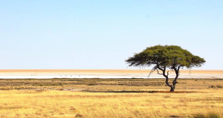A solitary acacia tree overlooks endless golden grassland beside a shimmering salt flat.