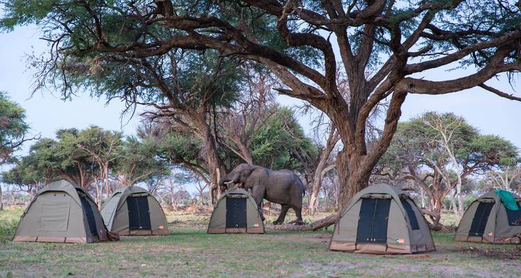 A wild elephant wanders through a campsite surrounded by dome tents beneath shady trees.