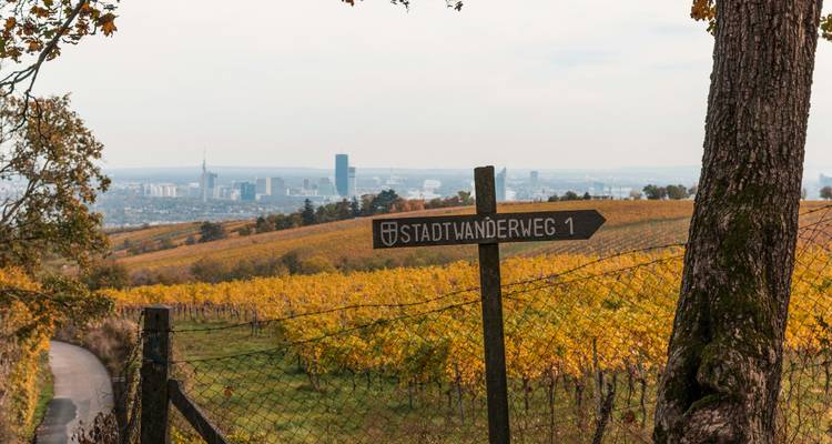 Vignoble de campagne surplombant un horizon urbain lointain avec un panneau de sentier en bois indiquant 'Stadtwanderweg 1'