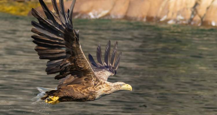Seeadler im Flug, der mit ausgebreiteten Flügeln dicht über die Wasseroberfläche gleitet