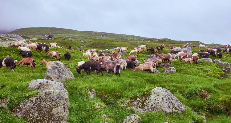 Grote kudde geiten grazend op weelderig groen alpenweide bezaaid met rotsblokken.