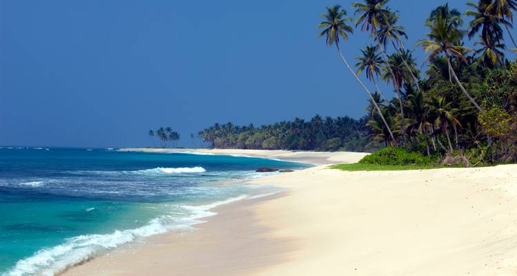 Une plage tropicale immaculée avec du sable blanc, des vagues turquoise et de grands palmiers penchés sous un ciel bleu clair.