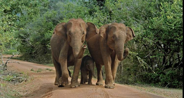 Un trio d'éléphants d'Asie, incluant un éléphanteau, marche le long d'un sentier de terre rouge bordé par une jungle verte et dense.