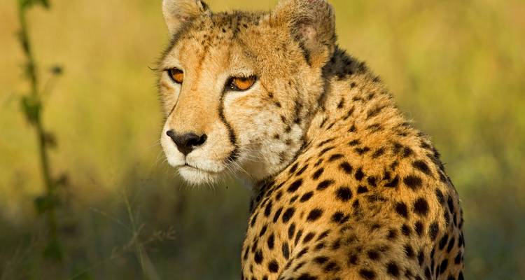 Portrait saisissant d'un guépard tournant la tête, fourrure dorée et taches noires brillant dans la savane ensoleillée.