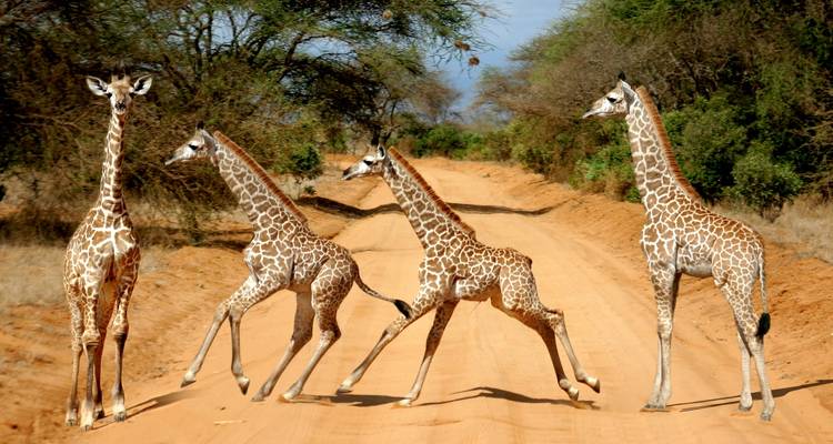 Quatre girafes juvéniles arpentant joyeusement une route sablonneuse de réserve de chasse.
