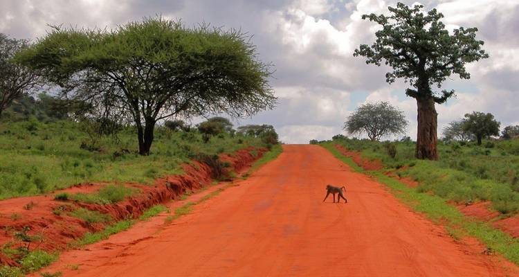 Babouin solitaire traversant une route de terre rouge vif bordée d'acacias et de baobabs sous des nuages épars.
