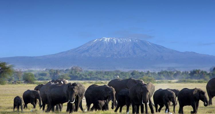 Grand troupeau d'éléphants broutant dans une prairie ouverte avec le mont Kilimandjaro qui se dresse dans le ciel bleu clair.