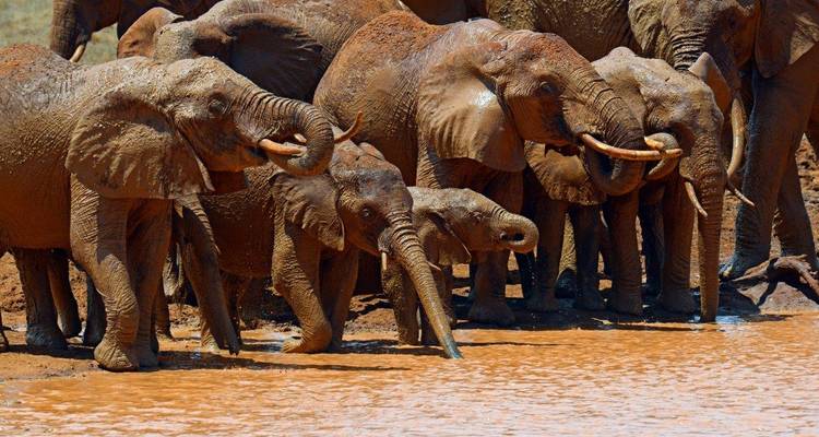 Des éléphants couverts de boue buvant ensemble à un point d'eau, reflétés dans l'eau brune.