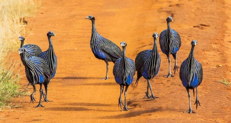 Groupe de pintades vulturines au plumage bleu et blanc saisissant se tenant en alerte sur un sentier poussiéreux.