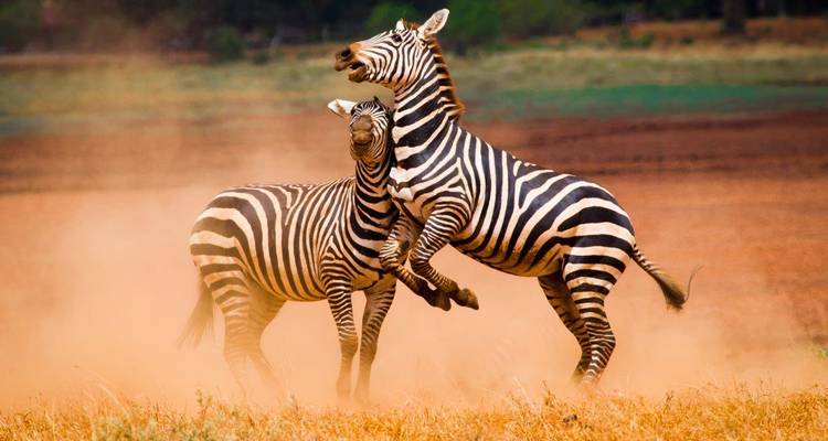 Deux zèbres qui se cabrent et jouent dans un nuage de poussière dorée dans la savane ouverte.