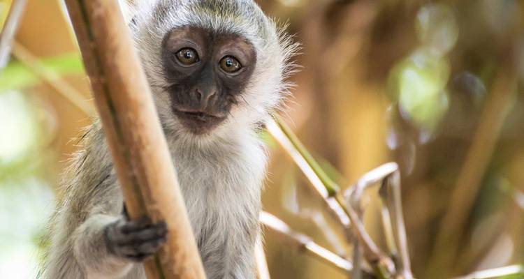 Portrait d'un singe vervet qui jette un coup d'œil depuis les bambous avec de grands yeux curieux.