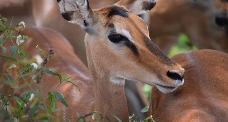 Tête et cou gracieux d'impala entourés d'un feuillage vert tendre.