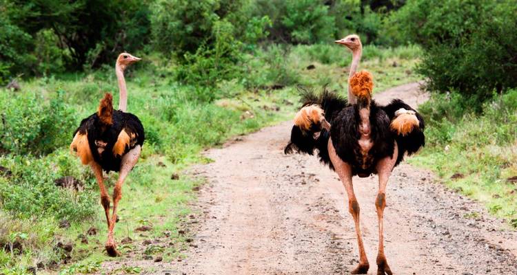 Paire d'autruches marchant sur un sentier de terre dans un terrain broussailleux verdoyant.