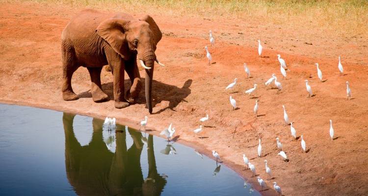 Éléphant buvant à un bassin réfléchissant entouré d'aigrettes blanches sur terre rouge.