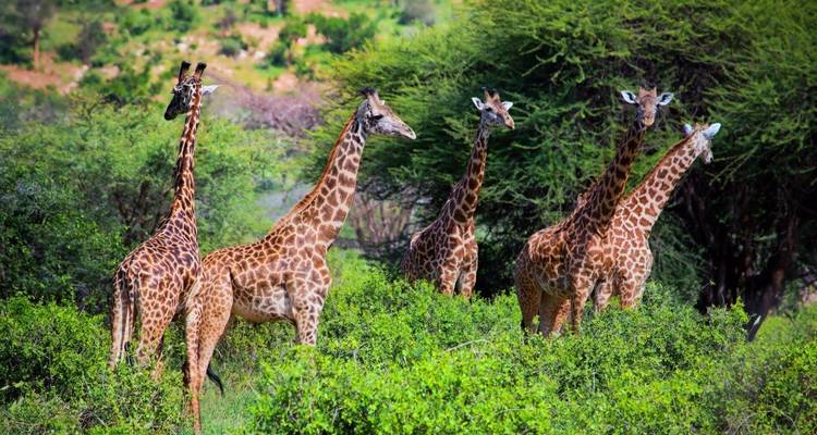 Groupe de cinq girafes broutant parmi les arbustes d'acacia dans la savane luxuriante.