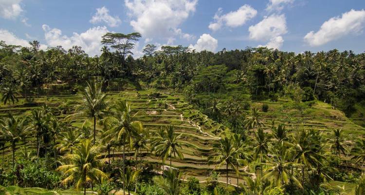 Weelderige groene terrasvormige rijstvelden en hoog oprijzende palmen onder een heldere hemel nabij Ubud.