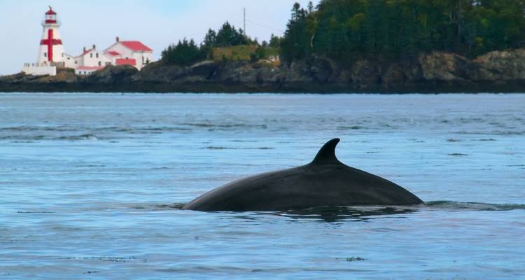 Le dos d'une baleine émerge dans des eaux calmes avec un phare lointain et une île forestière en arrière-plan dans la Baie de Fundy.