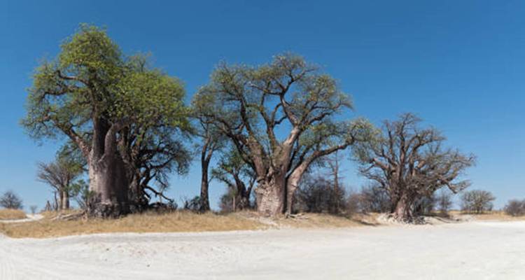 Des baobabs majestueux dominent un paysage aride et sablonneux sous un ciel cobalt.
