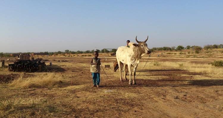 Young boy leads a large ox across a dry, open field under clear skies.