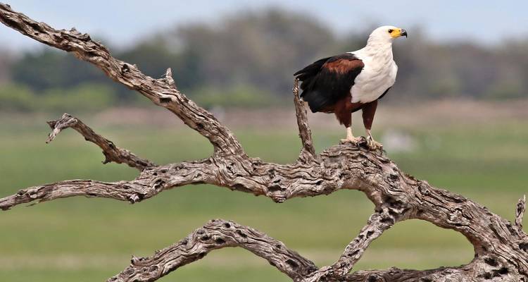 An African fish eagle perches proudly on a gnarled branch against a blurred green plain.