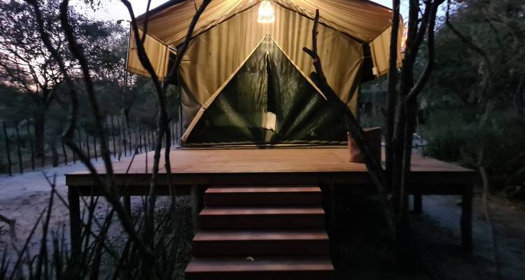 A canvas tent lit from within sits elevated on a wooden deck at twilight among thin trees.