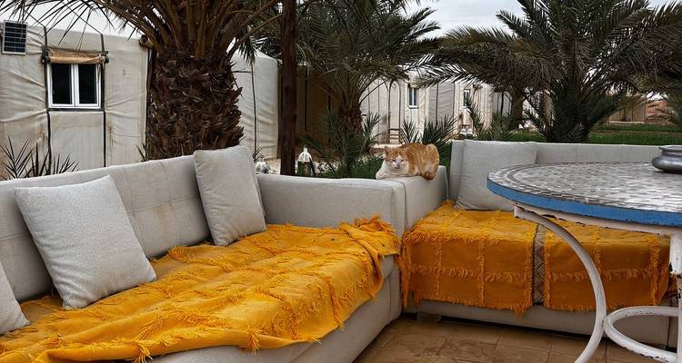 Outdoor lounge area in desert camp with cozy sofas, mustard blankets and a resting cat.