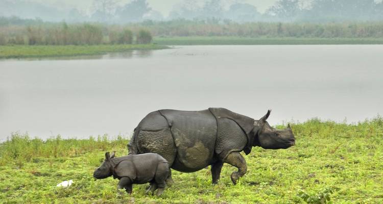Moeder en kalf eenhoornneushoorns lopend naast rustige wetlands