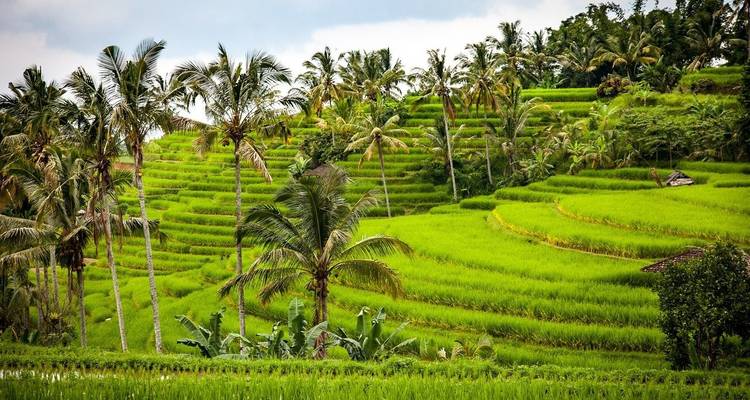 Exuberantes arrozales en terrazas con palmeras de coco en la campiña de Bali