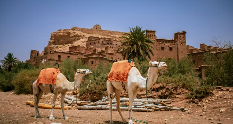 Two white camels with orange saddles stand on rocky ground before the earthen towers of an ancient kasbah and palm trees.