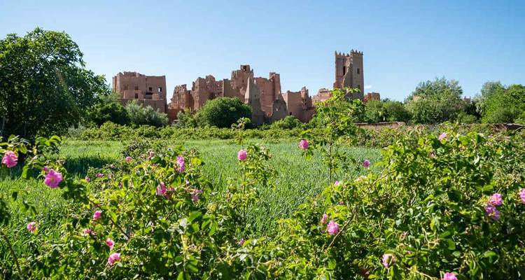Forteresse en ruine de briques de terre crue s'élevant au-delà d'un champ de roses roses en fleurs et d'herbe verte.