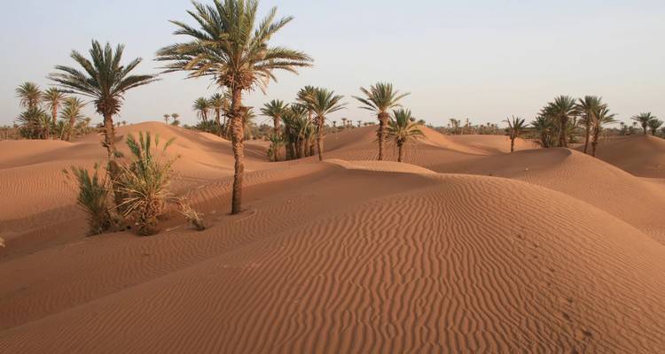 Vastes dunes de sable orange parsemées de palmiers sous un ciel clair et pâle dans le désert du Sahara.