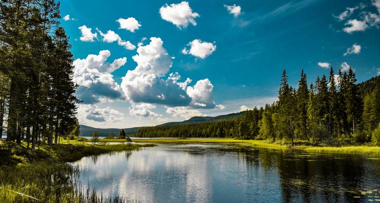 Rustige bosmeerverspiegeling van pijnbomen en pluizige wolken op een heldere zomerdag.
