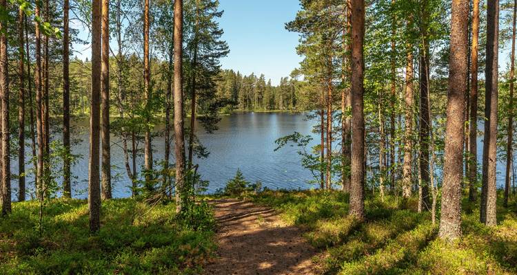 Schattiger Waldweg, der zu einem ruhigen blauen See führt, umgeben von Kiefern.