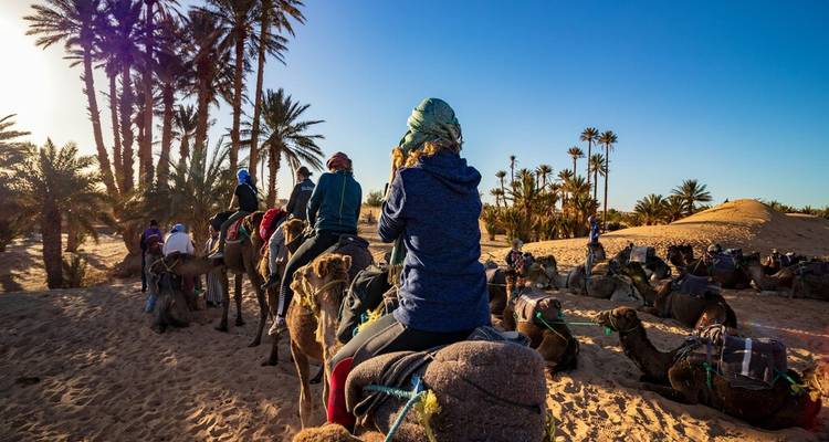 Touristes montés sur des chameaux au milieu des palmiers dans une oasis du désert au lever du soleil