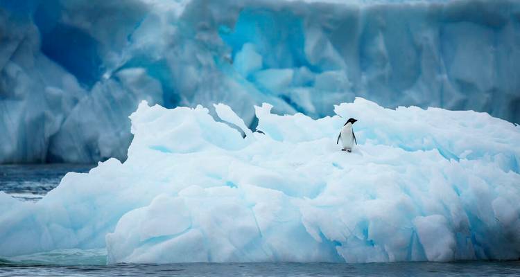 De petits pingouins se dressent au sommet de crêtes de glace bleu-blanc devant un mur de glacier imposant.