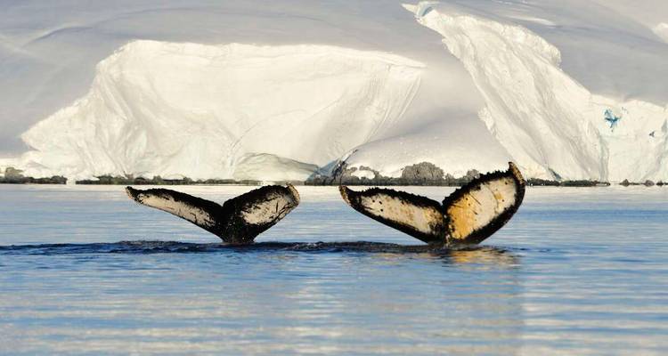 Deux baleines à bosse plongent simultanément, montrant leurs nageoires caudales à motifs contre des falaises enneigées.