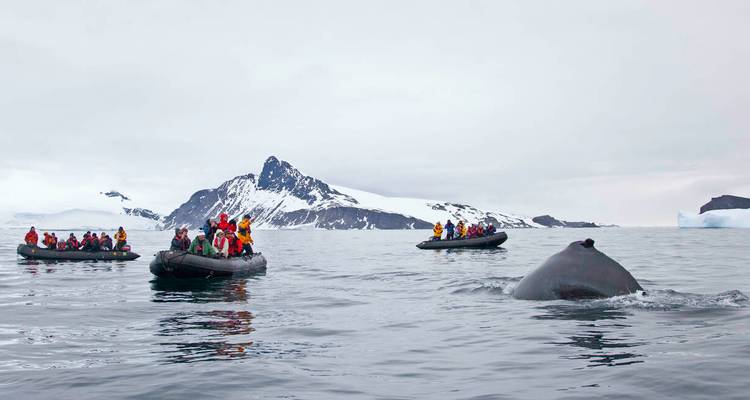 Des bateaux zodiac remplis de passagers emmitouflés observent une baleine qui fait surface au milieu des pics glacés de l'Antarctique.