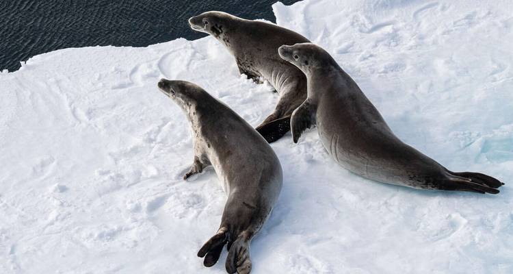 Trois phoques se prélassent sur le bord enneigé d'une banquise flottante au-dessus d'une eau sombre.