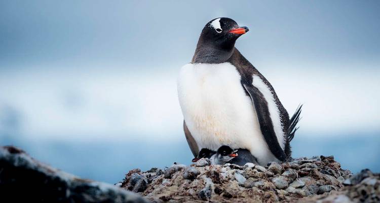 Un manchot papou abrite deux poussins duveteux sur un nid rocheux contre un arrière-plan bleu doux.