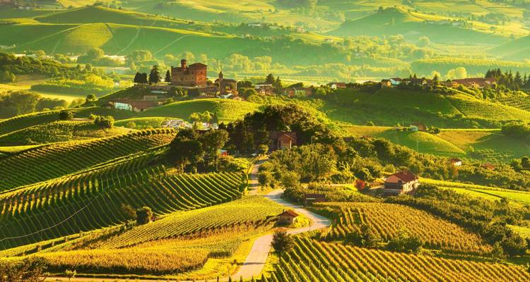 La luz dorada de la mañana se extiende sobre colinas exuberantes cubiertas de viñedos y una finca rústica.