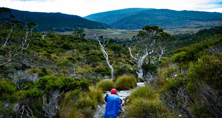 Randonneur en bonnet rouge photographiant une vaste vallée verte parsemée d'eucalyptus