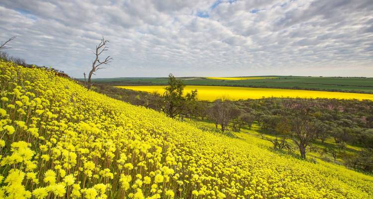 Extensos campos ondulantes cubiertos de flores silvestres amarillas brillantes bajo un cielo nublado con textura en Australia Occidental.