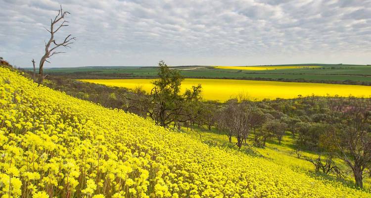 Vaste champ de fleurs sauvages jaunes sous un ciel partiellement nuageux dans la campagne de l'Australie-Occidentale