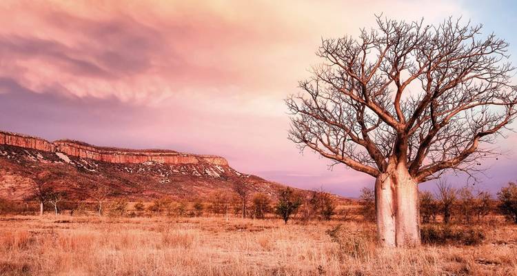 Un baobab solitaire se dresse dans une plaine dorée de l'outback sous un ciel pastel du soir et une mesa lointaine.