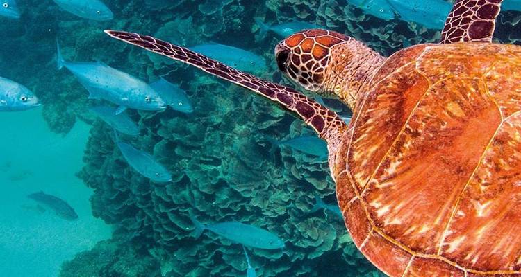 Une tortue verte nage au-dessus de coraux vibrants, entourée de bancs de poissons dans une eau turquoise claire.