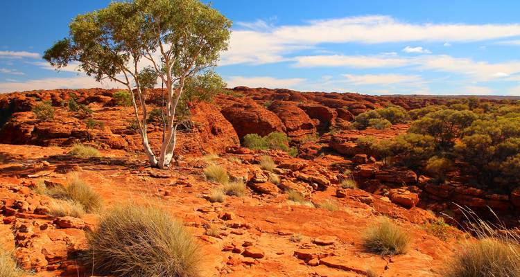 Ruig rood klooflandschap bezaaid met woestijnbomen aan de rand van Kings Canyon