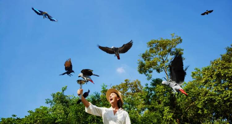 Een vrouw houdt een stok omhoog terwijl kleurrijke papegaaien boven haar hoofd vliegen in een vogelshow onder blauwe lucht.